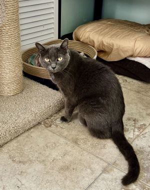 Anabel, Adult Female Russian Blue