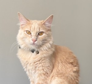 Hazel