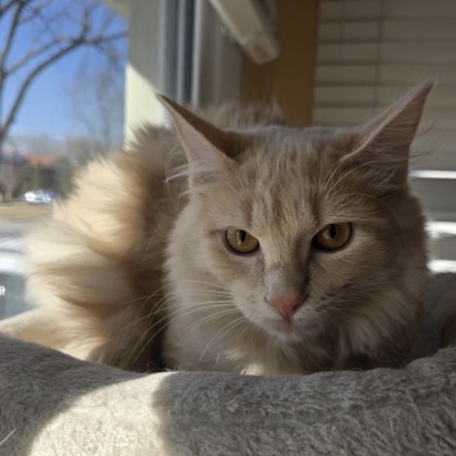 Hazel