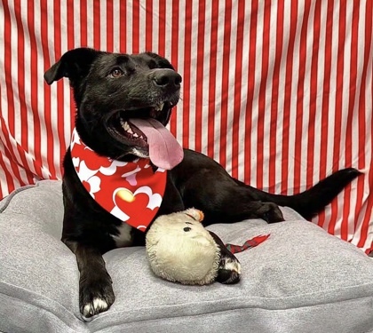 Phoebus, an adoptable Mixed Breed in Walla Walla, WA, 99362 | Photo Image 2