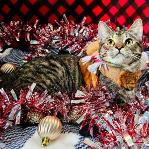 Brownie Batter, Young Female Domestic Short Hair