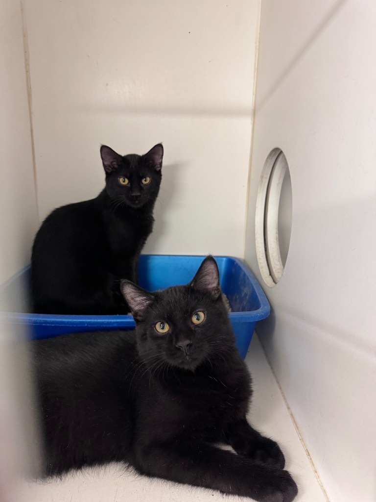 Noel, an adoptable Domestic Medium Hair in Crandon, WI, 54520 | Photo Image 1