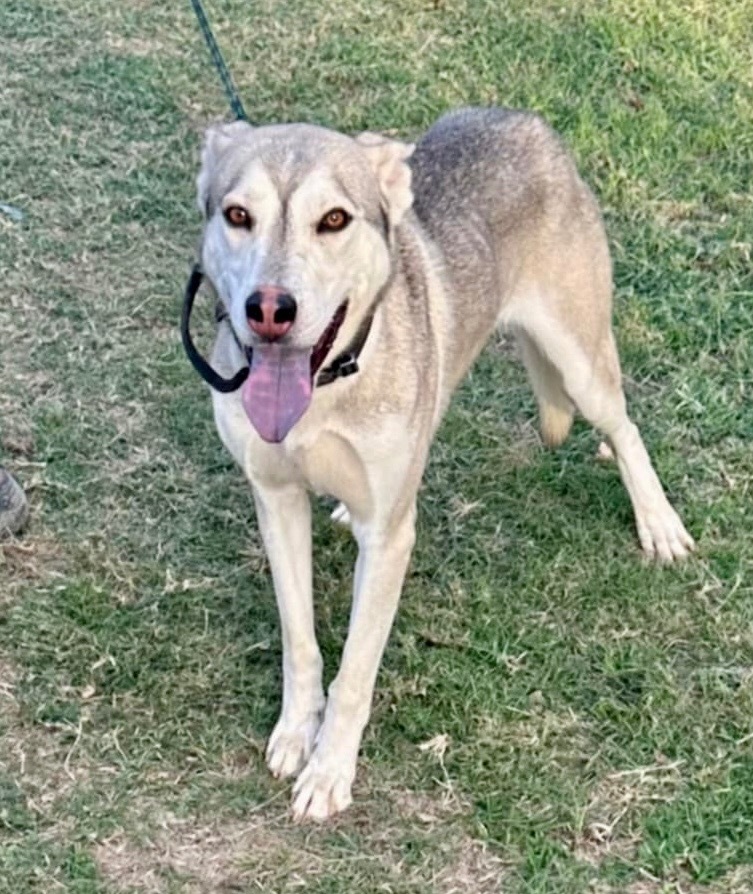 Conrad, an adoptable Husky in Crandon, WI, 54520 | Photo Image 1