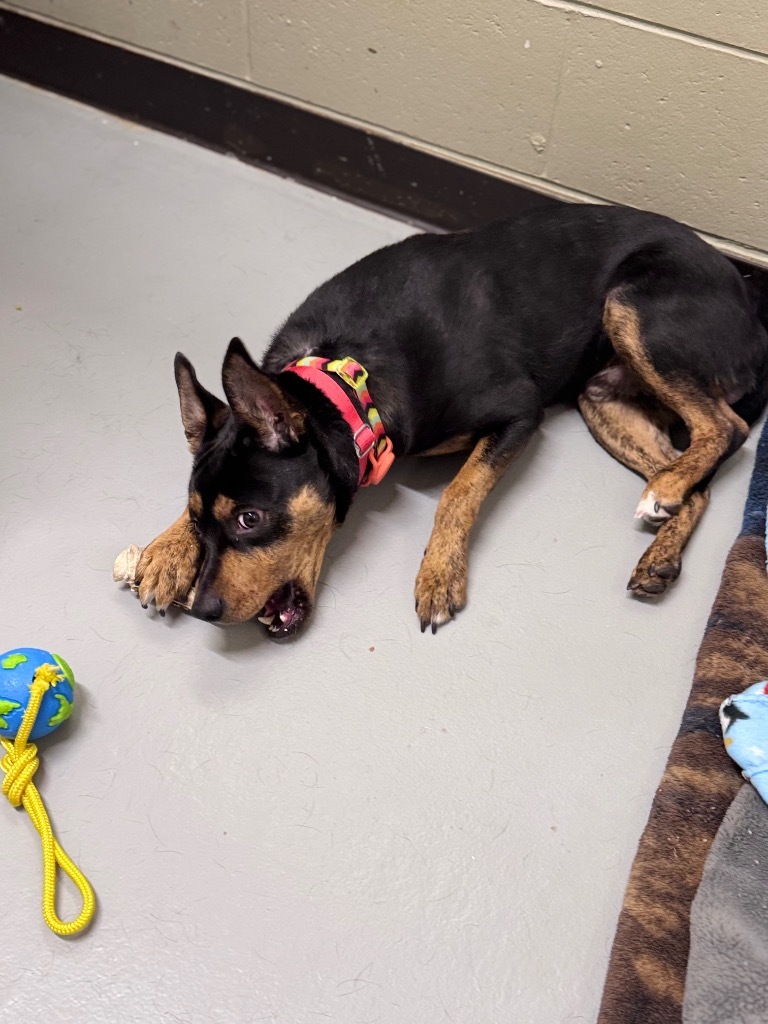 Poncho, an adoptable Mixed Breed in Crandon, WI, 54520 | Photo Image 1