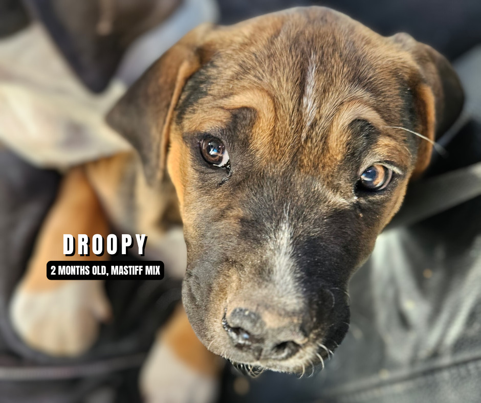 Droopy MM, an adoptable Mastiff, Mixed Breed in San Angelo, TX, 76905 | Photo Image 1