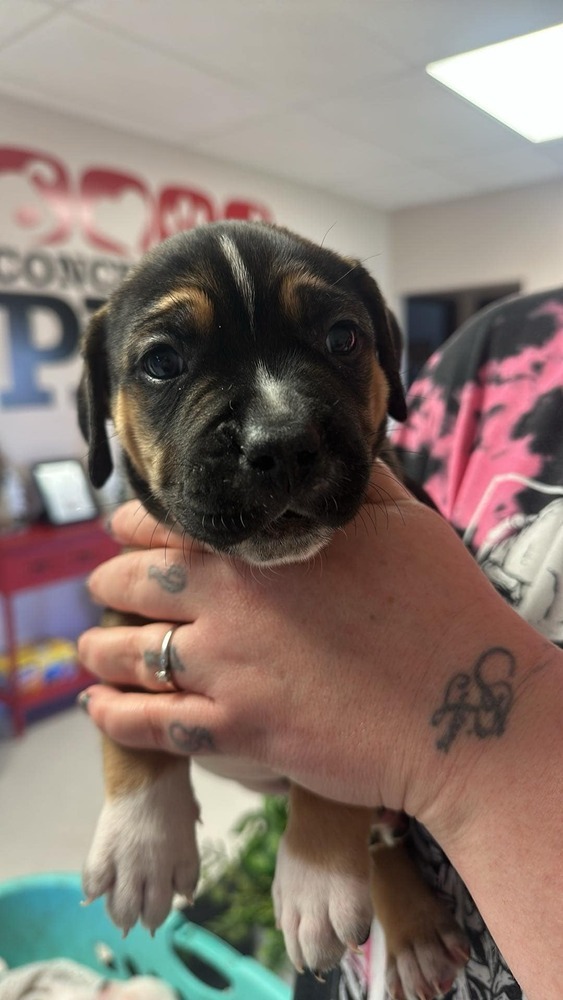 Droopy MM, an adoptable Mastiff, Mixed Breed in San Angelo, TX, 76905 | Photo Image 2