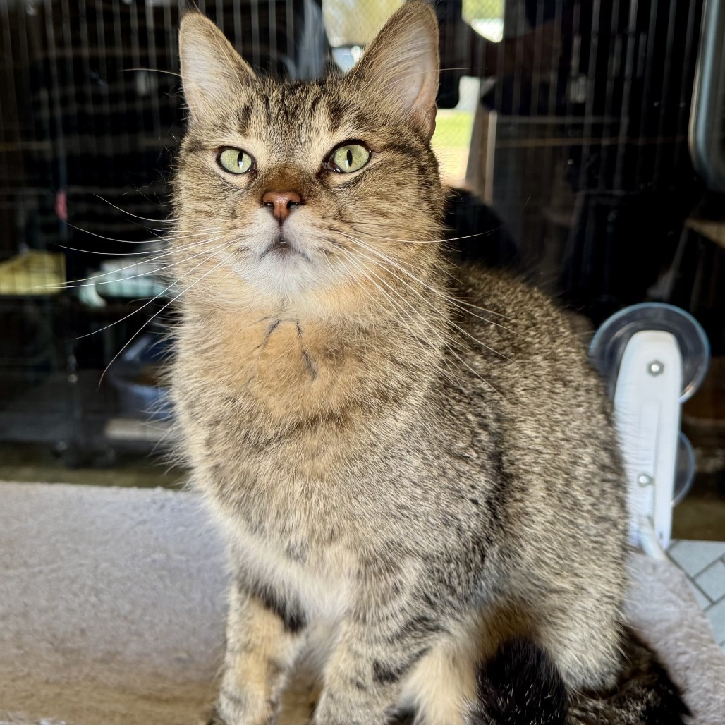 Bode, an adoptable Domestic Short Hair in Fredericksburg, TX, 78624 | Photo Image 1