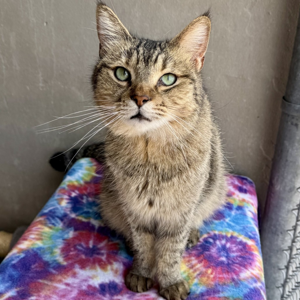 Bode, an adoptable Domestic Short Hair in Fredericksburg, TX, 78624 | Photo Image 1