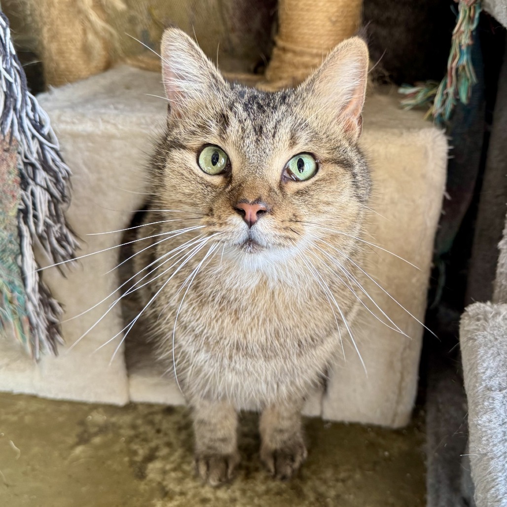 Bode, an adoptable Domestic Short Hair in Fredericksburg, TX, 78624 | Photo Image 2