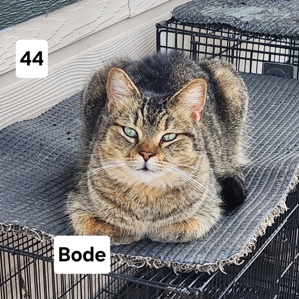 Bode, an adoptable Domestic Short Hair in Fredericksburg, TX, 78624 | Photo Image 3