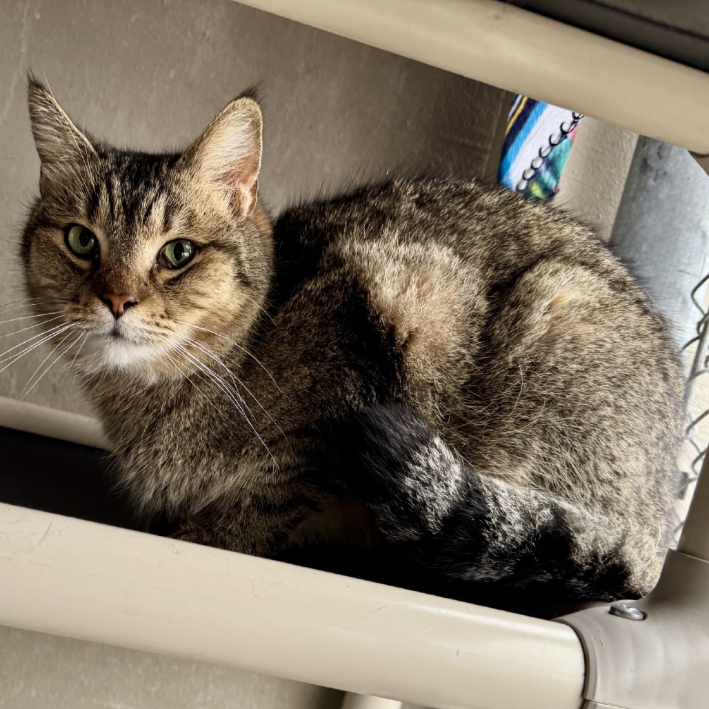 Bode, an adoptable Domestic Short Hair in Fredericksburg, TX, 78624 | Photo Image 4