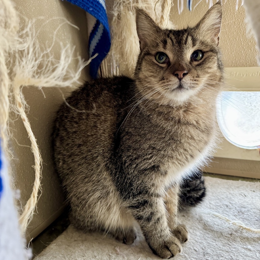 Bode, an adoptable Domestic Short Hair in Fredericksburg, TX, 78624 | Photo Image 5