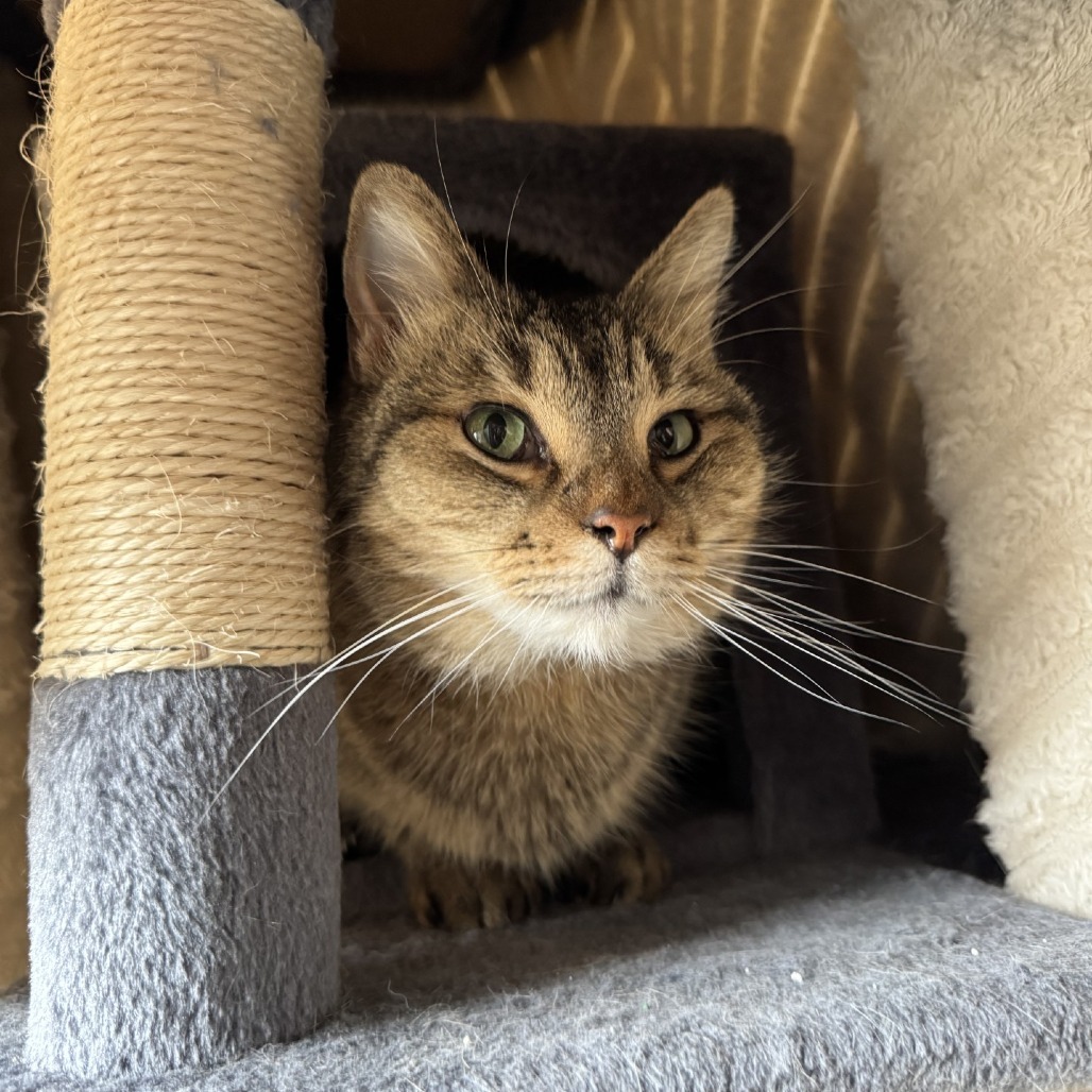 Bode, an adoptable Domestic Short Hair in Fredericksburg, TX, 78624 | Photo Image 6