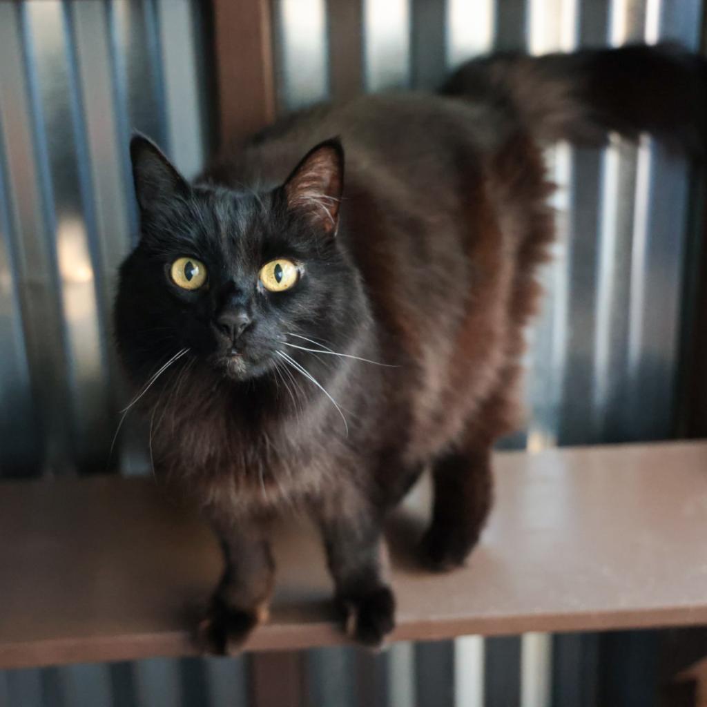 Maddie, an adoptable Domestic Long Hair in Santa Barbara, CA, 93111 | Photo Image 1
