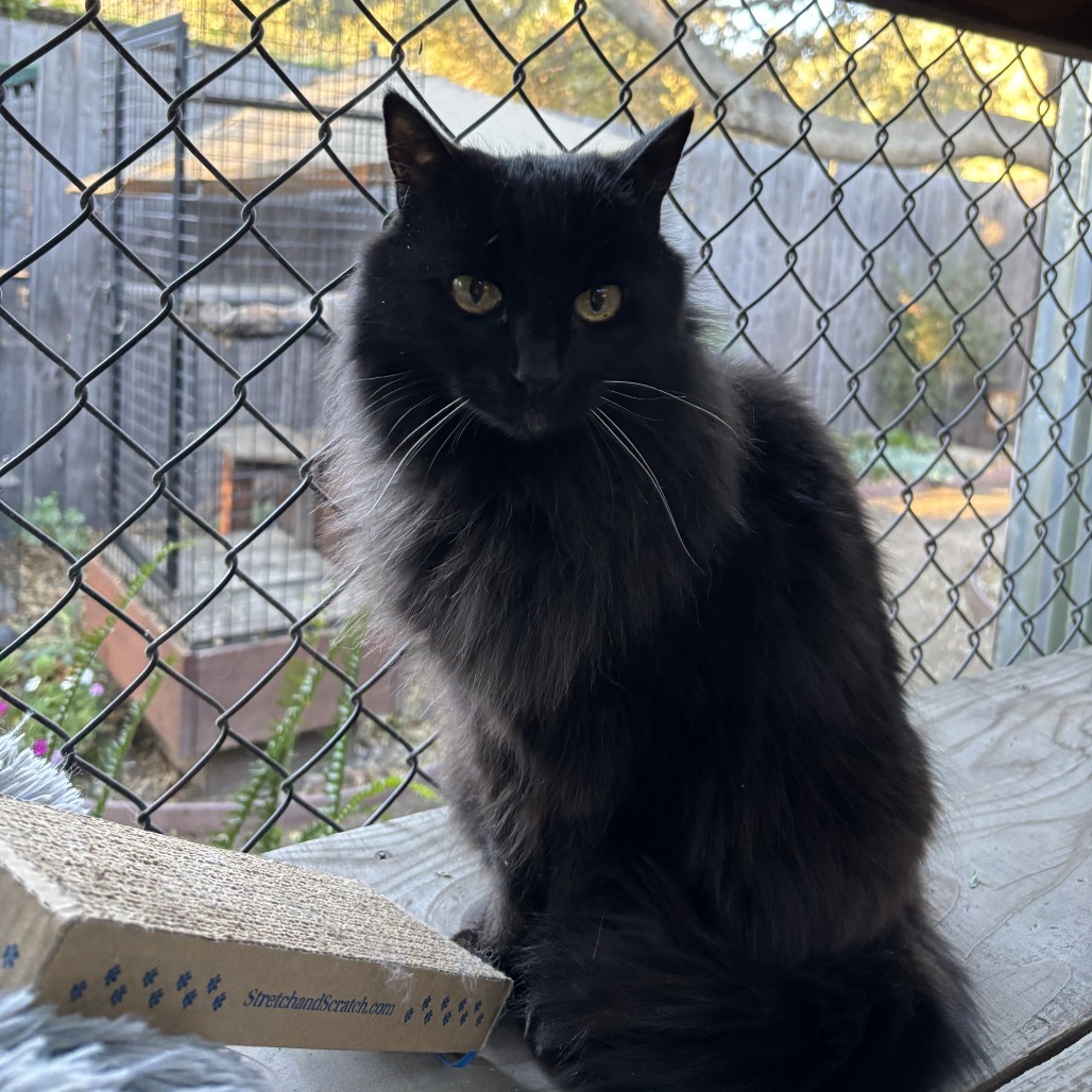 Maddie, an adoptable Domestic Long Hair in Santa Barbara, CA, 93111 | Photo Image 2