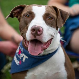 Puppy, Young Female Mixed Breed