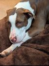 Puppy photo 5