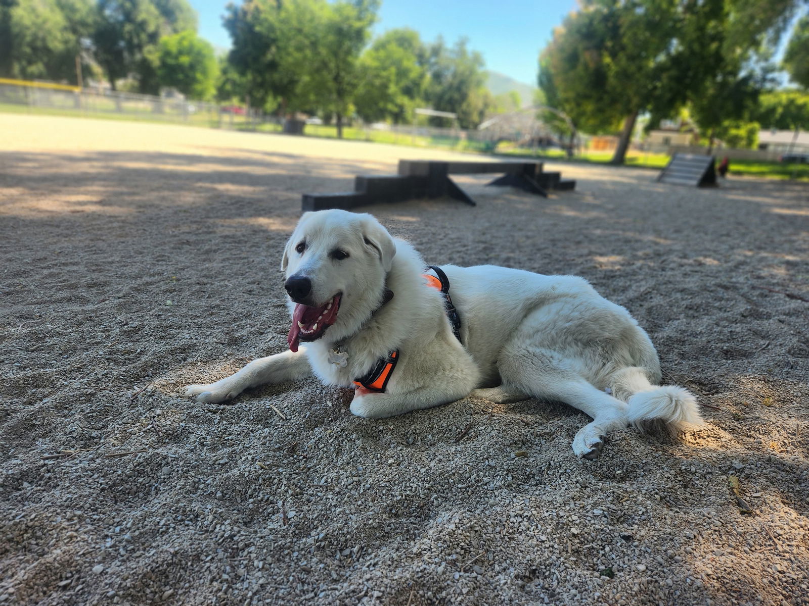 Hank, an adoptable Great Pyrenees, Akbash in Bountiful, UT, 84010 | Photo Image 1