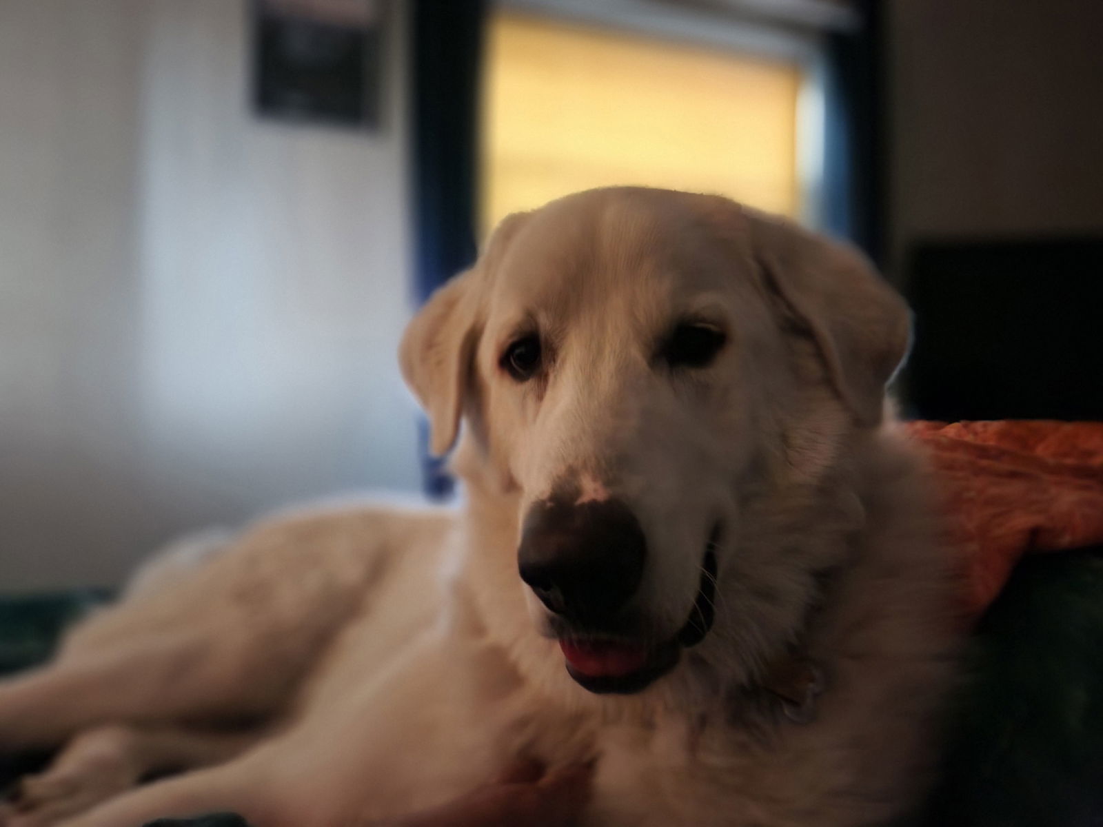 Hank, an adoptable Great Pyrenees, Akbash in Bountiful, UT, 84010 | Photo Image 2