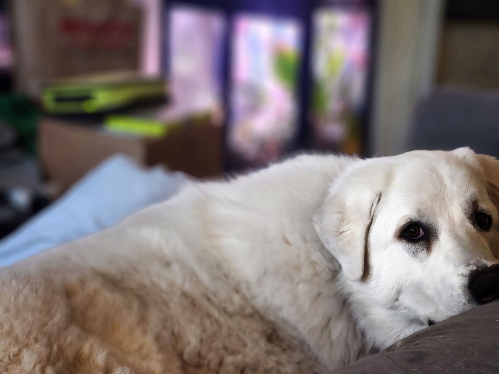 Hank, an adoptable Great Pyrenees, Akbash in Bountiful, UT, 84010 | Photo Image 3