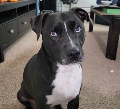 Anne*, an adoptable Pit Bull Terrier, Husky in Brooklyn Center, MN, 55429 | Photo Image 1