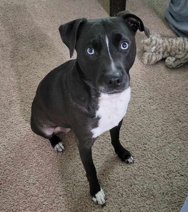 Anne*, an adoptable Pit Bull Terrier, Husky in Brooklyn Center, MN, 55429 | Photo Image 2