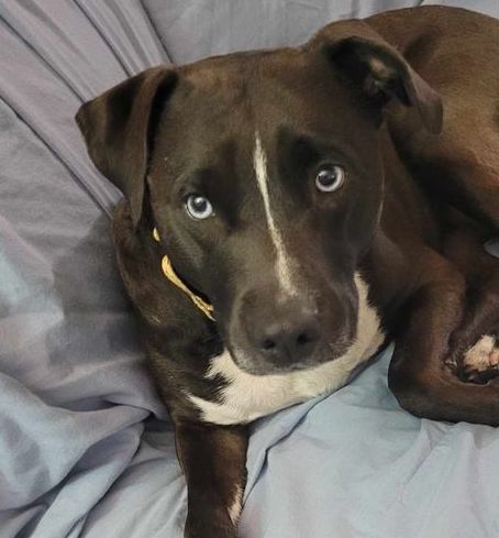 Anne*, an adoptable Pit Bull Terrier, Husky in Brooklyn Center, MN, 55429 | Photo Image 3