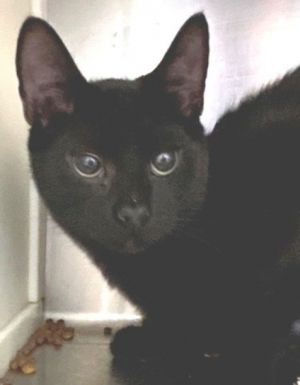 Damian