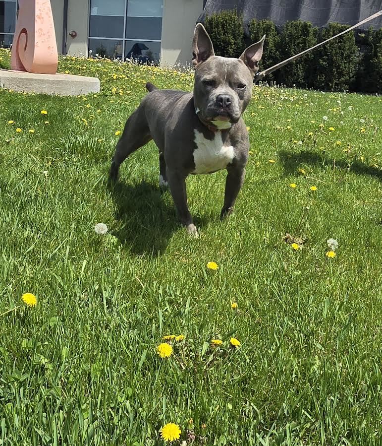 Hambone