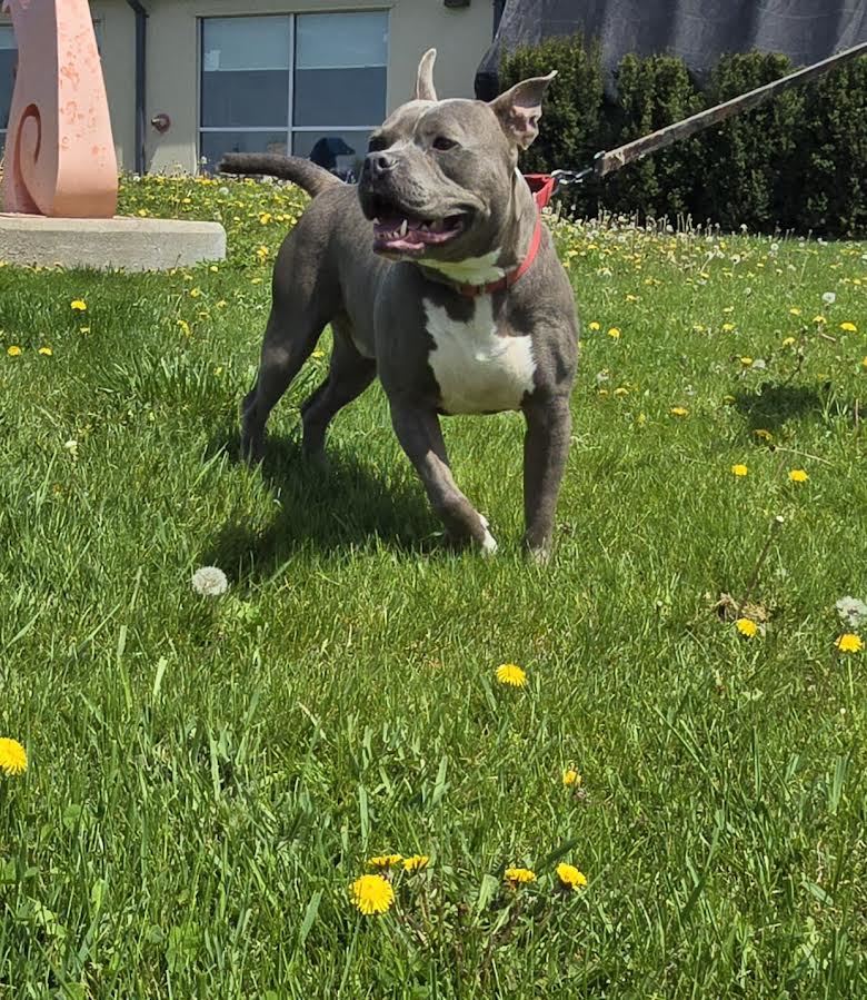 Hambone