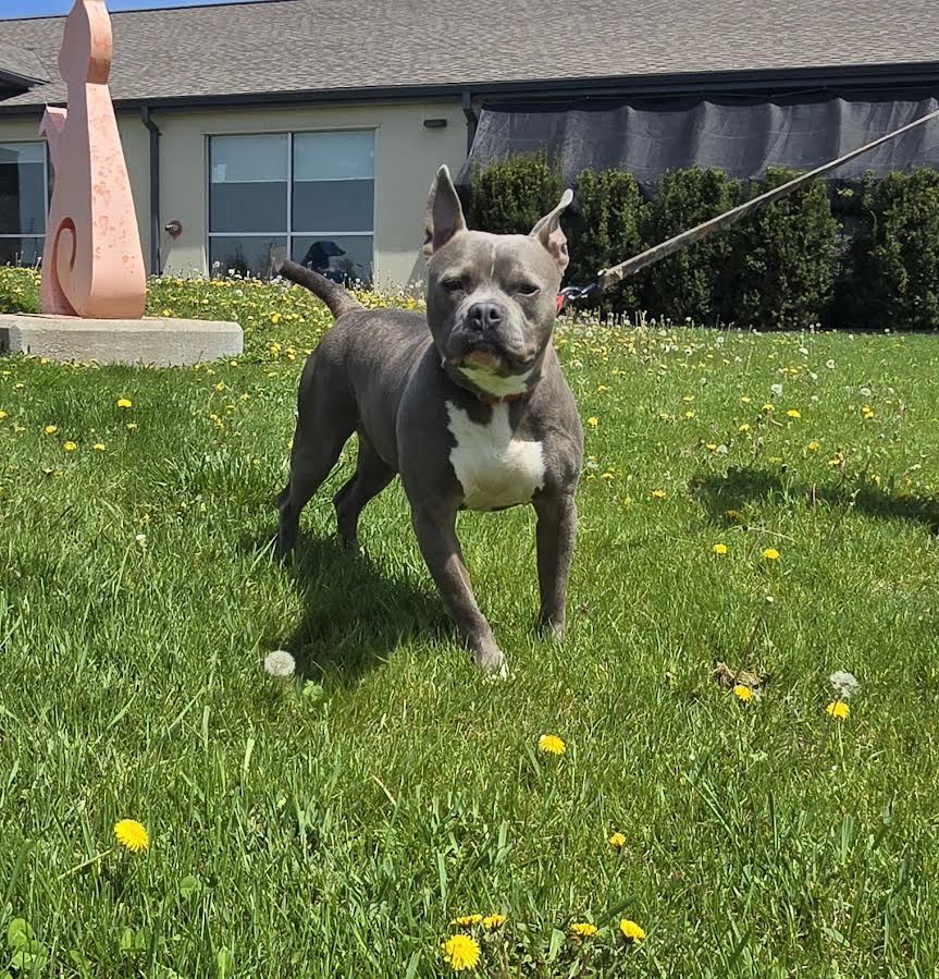 Hambone