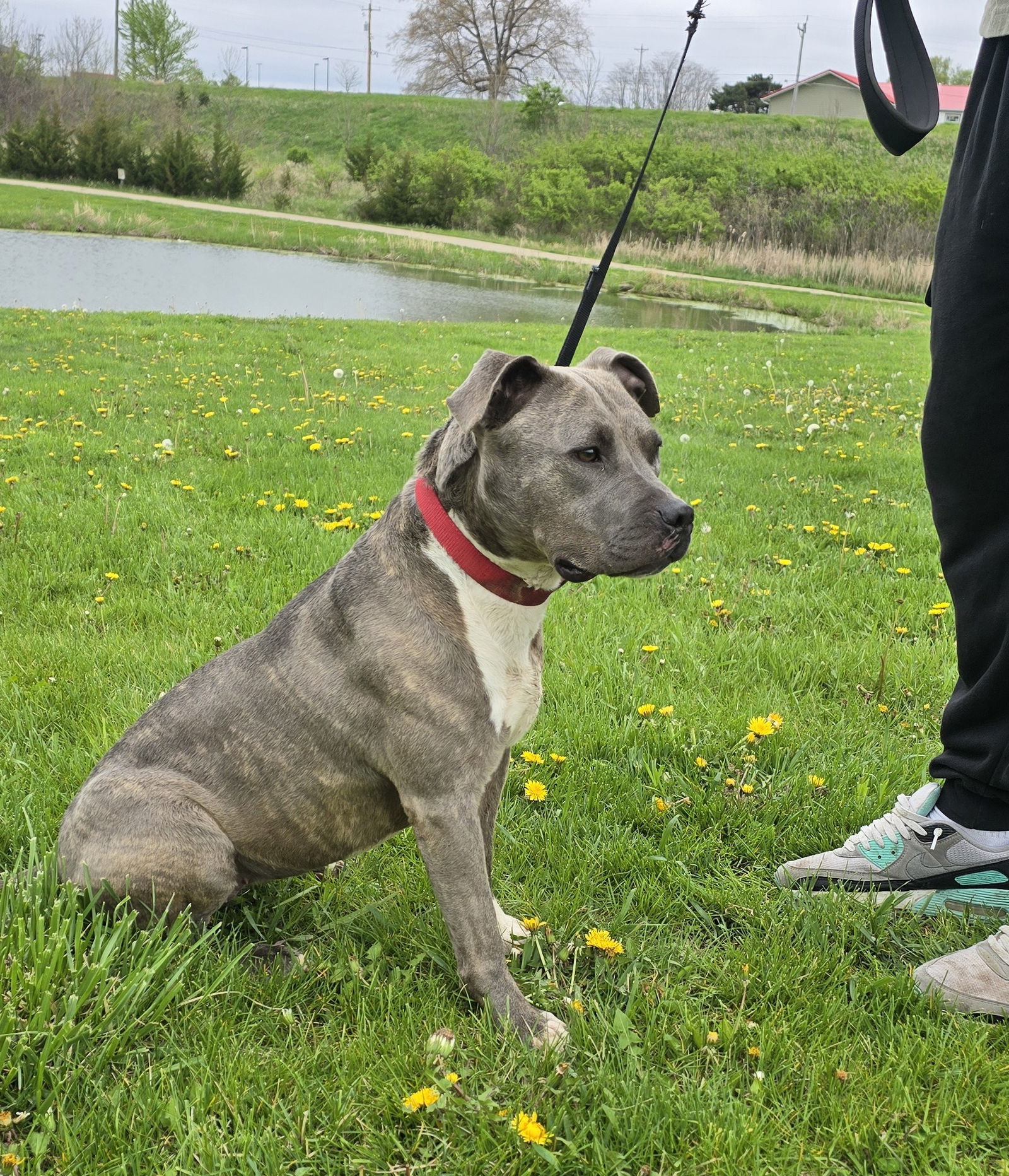 Stella