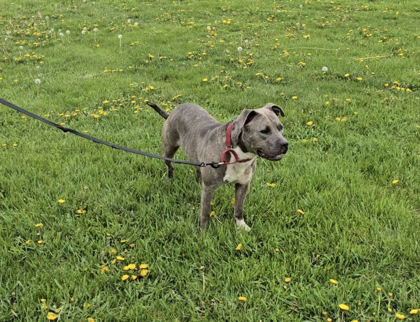 Stella