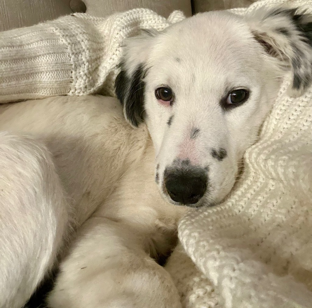 Princess, an adoptable Border Collie, Setter in Claremore, OK, 74017 | Photo Image 1