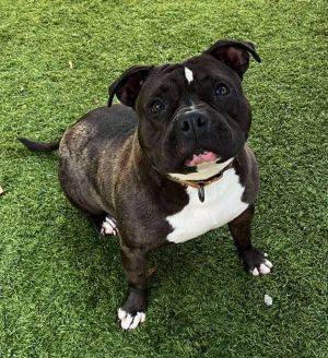Duchess, Adult Female Pit Bull Terrier