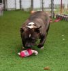 Duchess photo 4