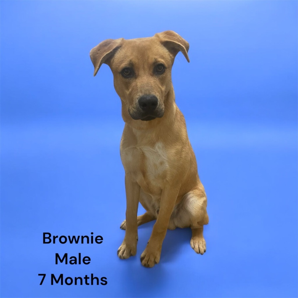 Brownie