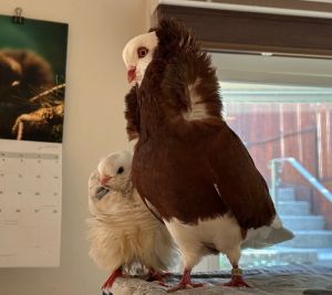 Chewy is a sweet-natured Old Dutch Capuchine pigeon who looks a lot bigger than he really is because