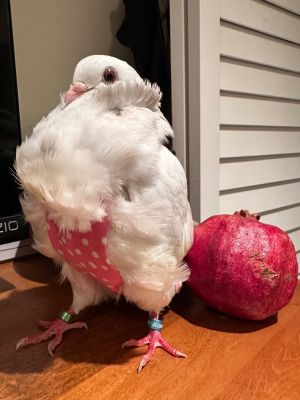 Leia is an adorable  proud little Chinese Owl pigeon She  her Chewy sex TBD for both were left