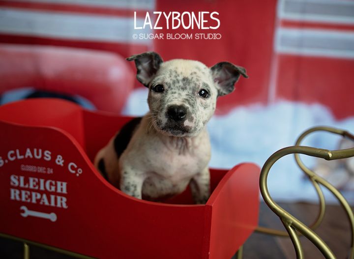 Lazybones 2