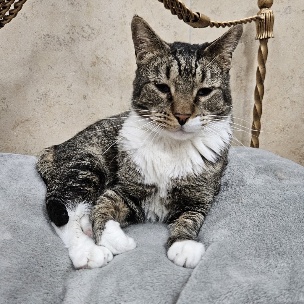 Rigby, an adoptable Domestic Short Hair in Las Vegas, NV, 89146 | Photo Image 1