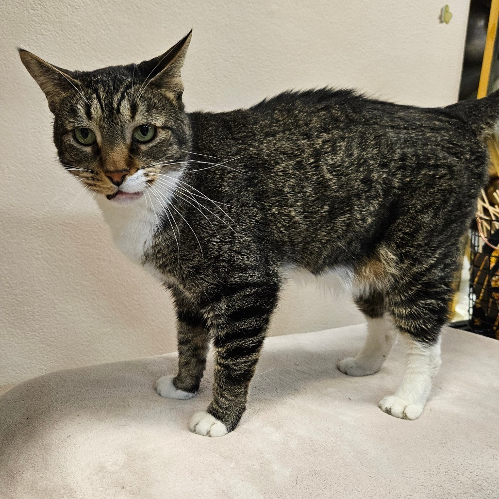 Rigby, an adoptable Domestic Short Hair in Las Vegas, NV, 89146 | Photo Image 2