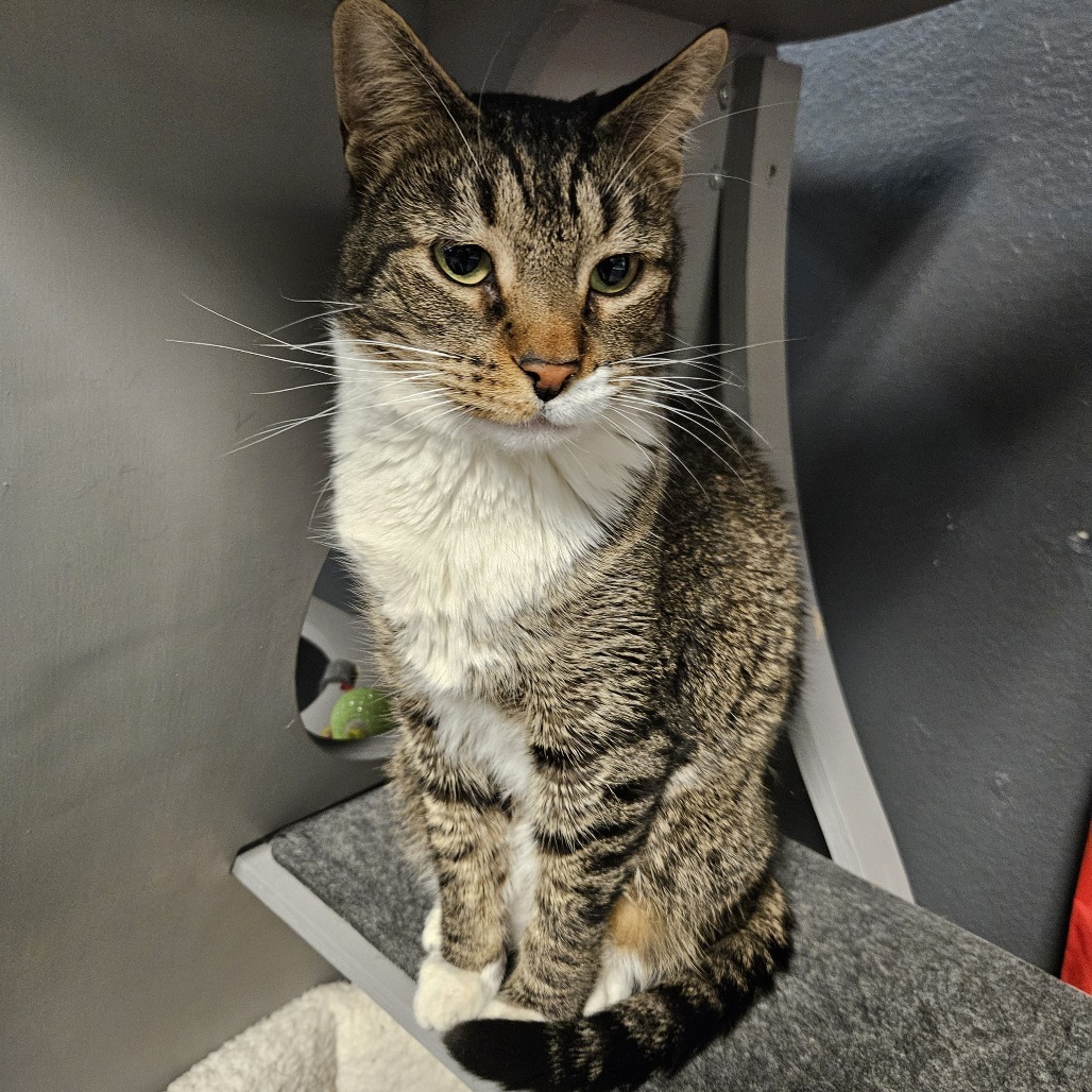 Rigby, an adoptable Domestic Short Hair in Las Vegas, NV, 89146 | Photo Image 3
