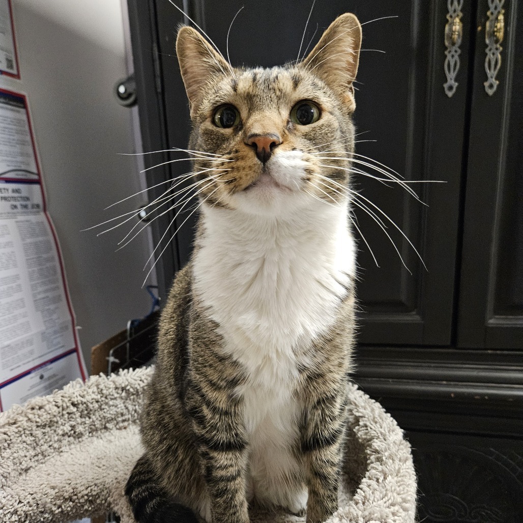 Rigby, an adoptable Domestic Short Hair in Las Vegas, NV, 89146 | Photo Image 4