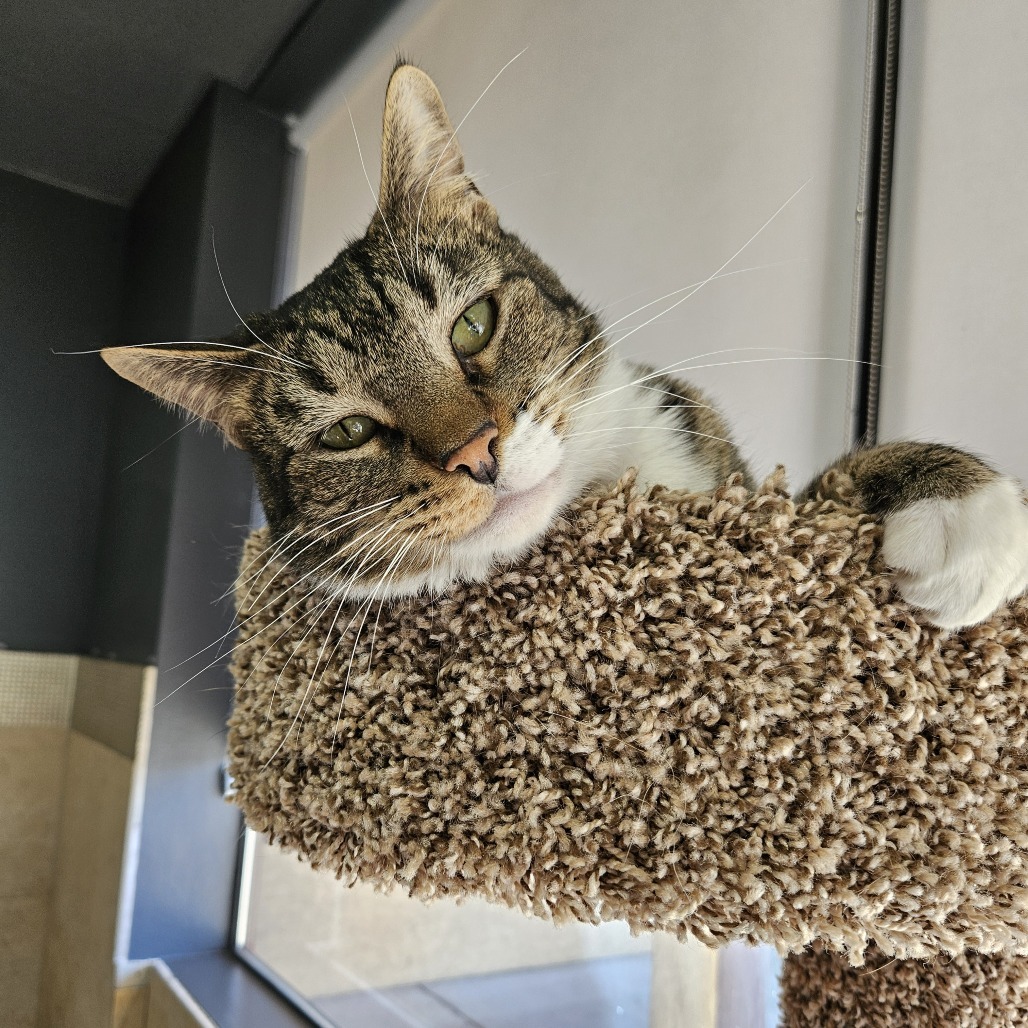 Rigby, an adoptable Domestic Short Hair in Las Vegas, NV, 89146 | Photo Image 5