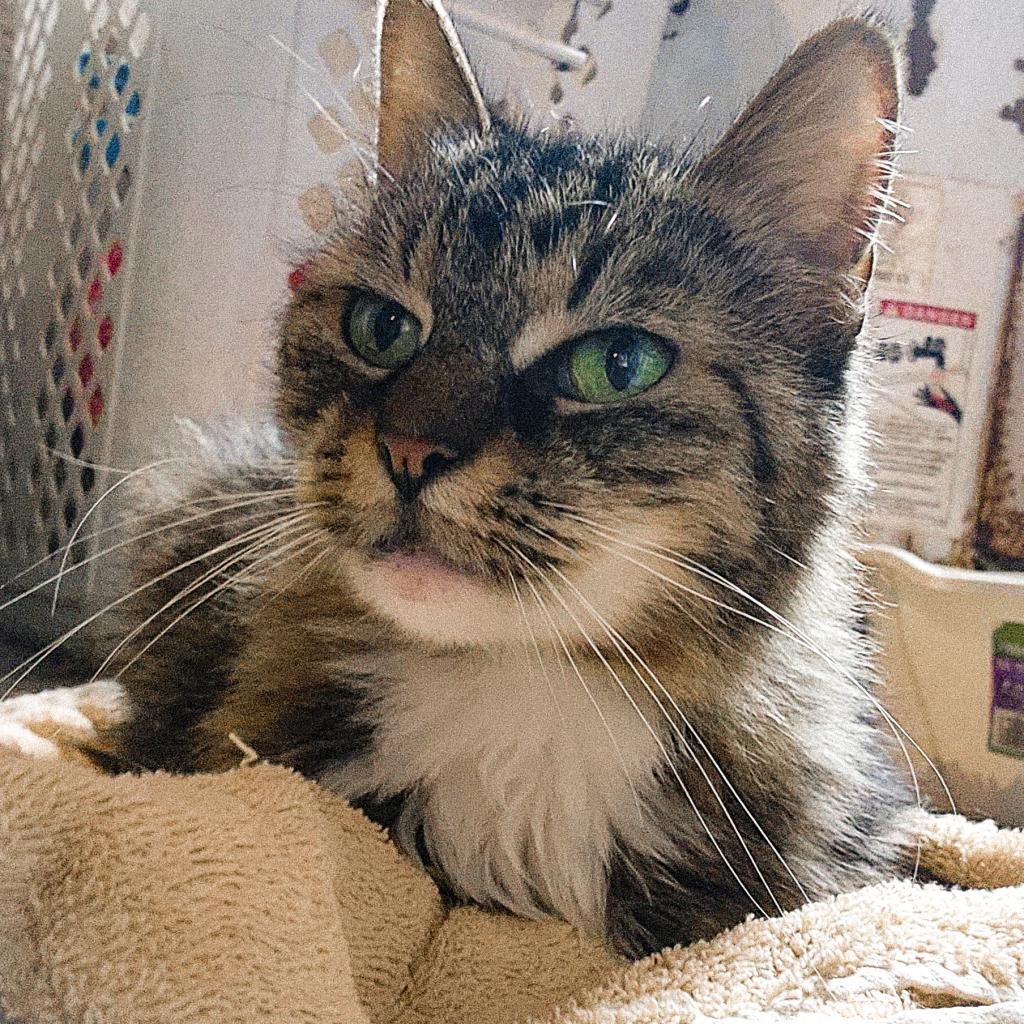 Leia
