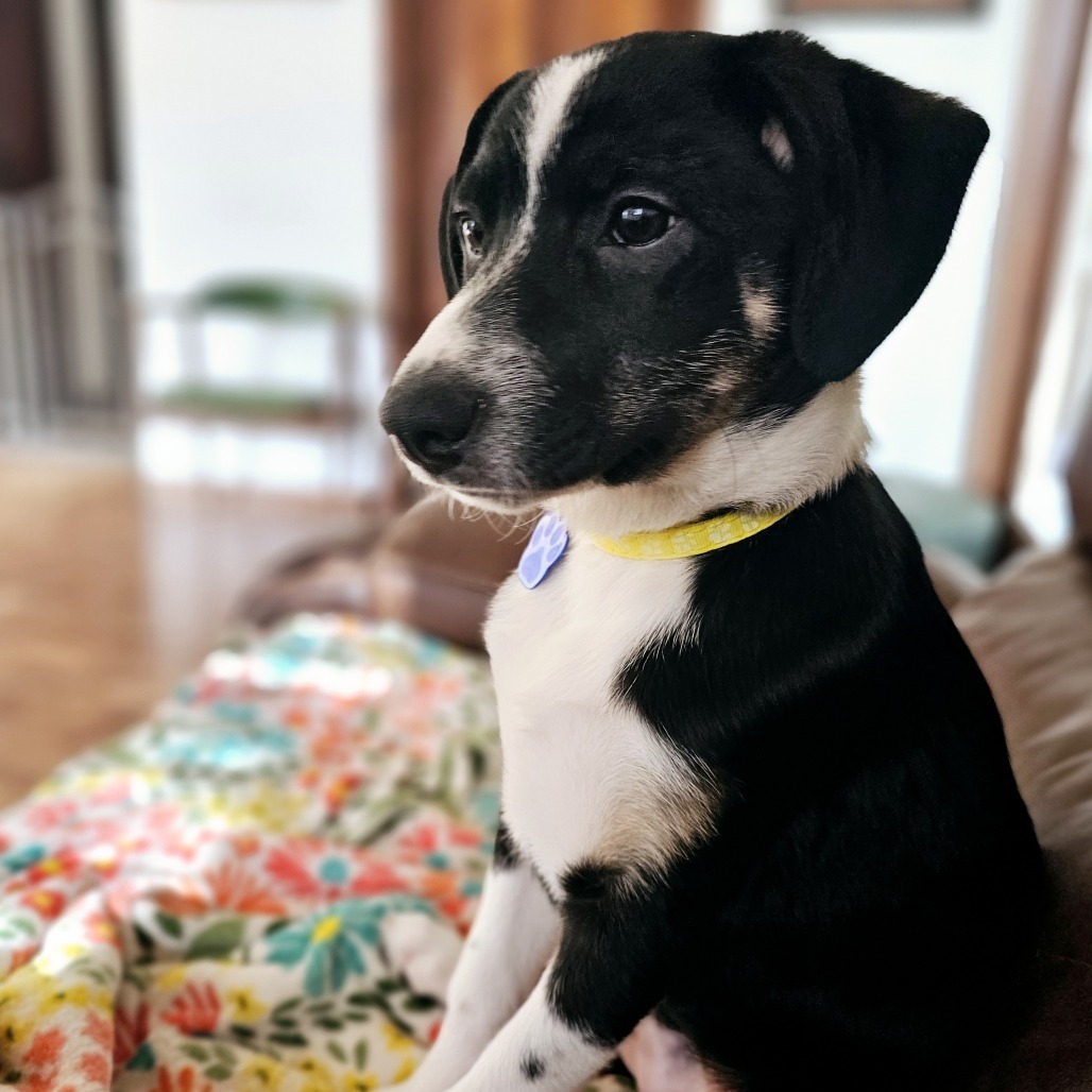 Fern, an adoptable Spitz, Australian Shepherd in Festus, MO, 63028 | Photo Image 2