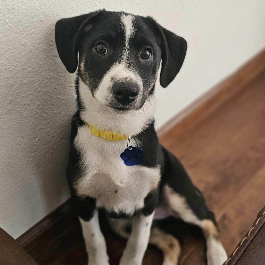 Fern, an adoptable Spitz, Australian Shepherd in Festus, MO, 63028 | Photo Image 3