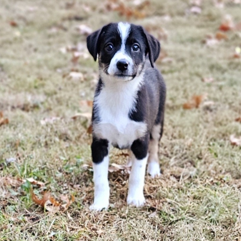 Fern, an adoptable Spitz, Australian Shepherd in Festus, MO, 63028 | Photo Image 4