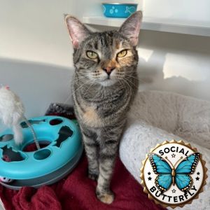Cheese, Adult Female Domestic Short Hair